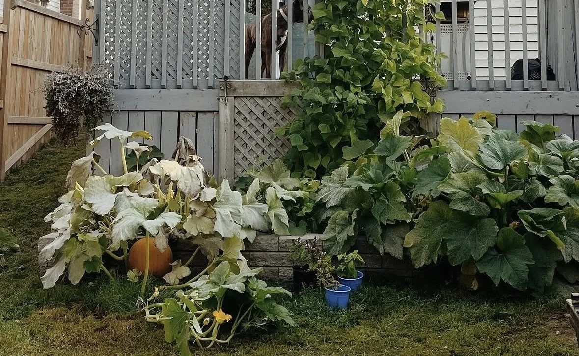 This Garden Bed Is My School and These Blighted Tomatoes Are My Teachers