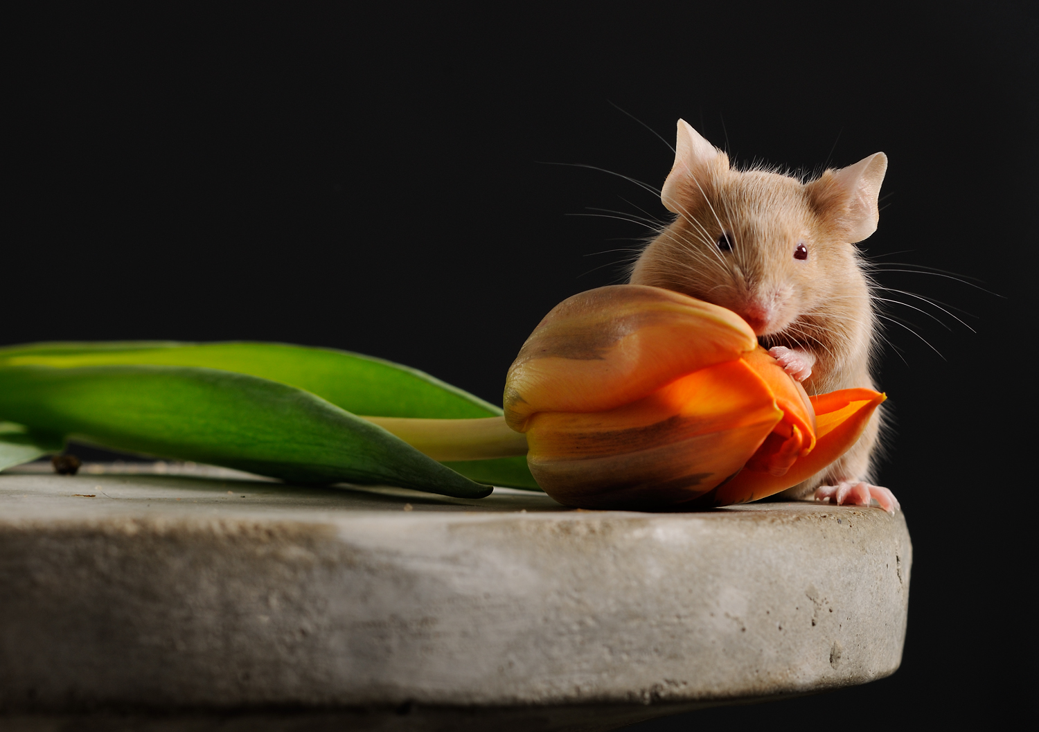   With a little patience, a mouse will pose - the tulip represents&nbsp;the Dutch company that breeds special mice  