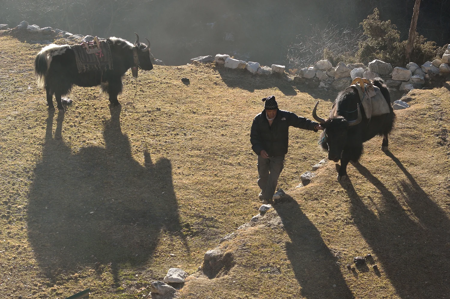 Sherpa Nima and his Yaks, Nepal