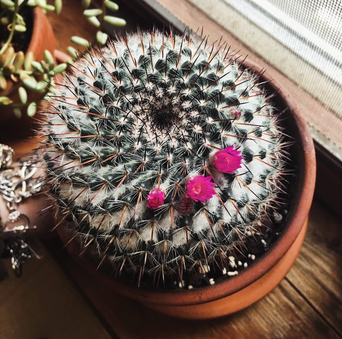 Bloom 🌺
.
.
.
.
.
It will never cease to amaze me that for the past 8 years, every year this damn cactus blooms in the dead of winter and stays in bloom through spring🌵 #blossomindarkness #resilience