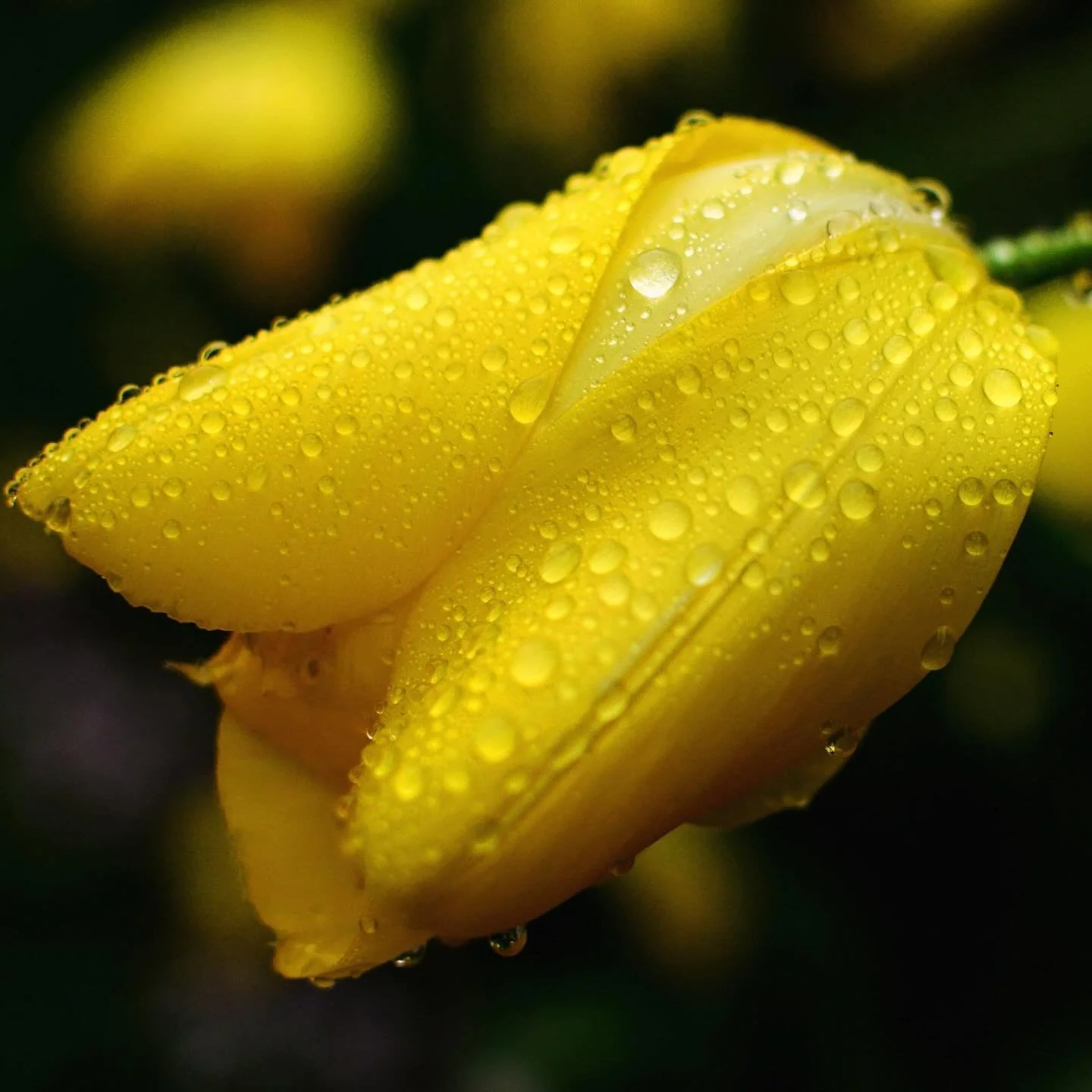 Got some cool macro shots down in Old Economy Village following today&rsquo;s storms! ⛈️🌼🌷
.
.
.
.
.
#rainydays☔️ #stormyweather #flowers #oldeconomyvillage #ambridge