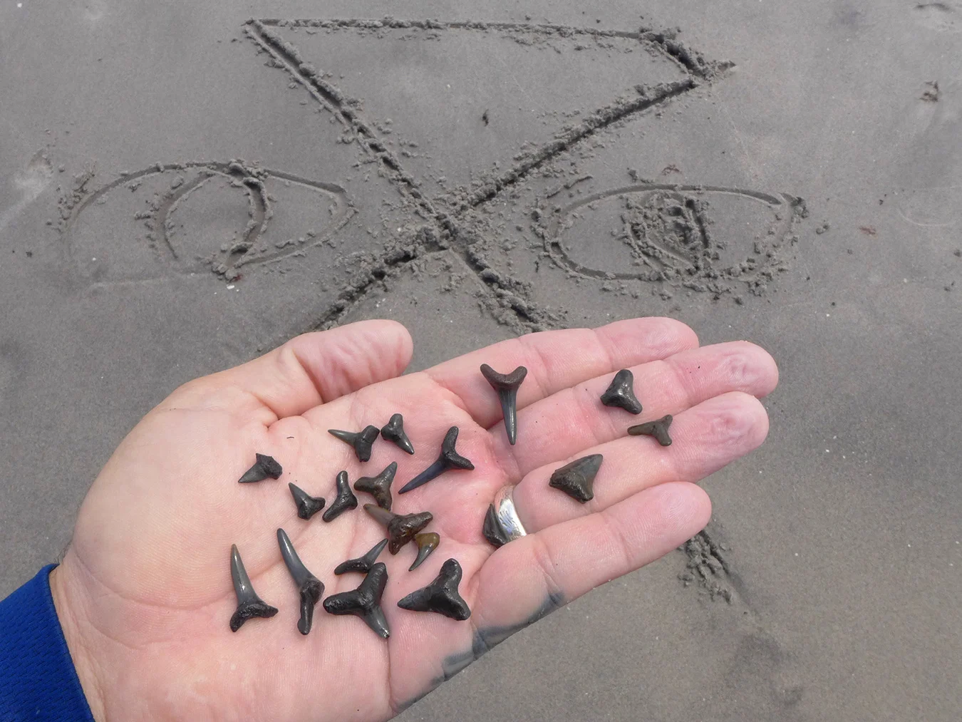 Caspersen Beach Hunting for Shark Teeth — Forever Outside Co.