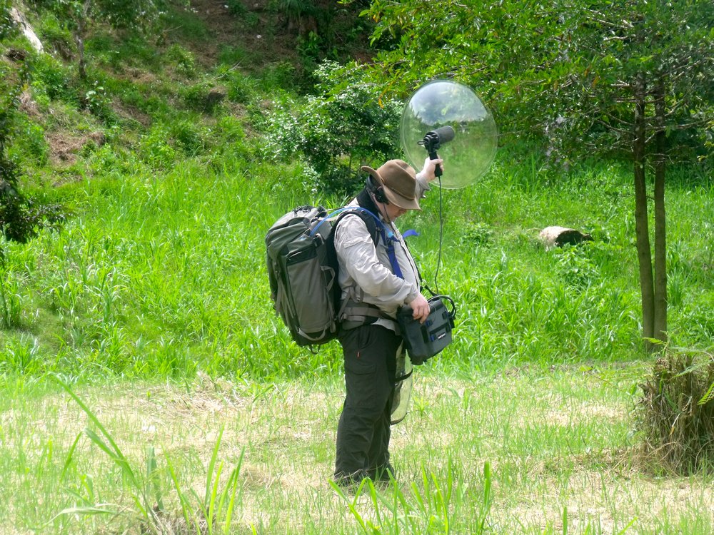 Recording bird song