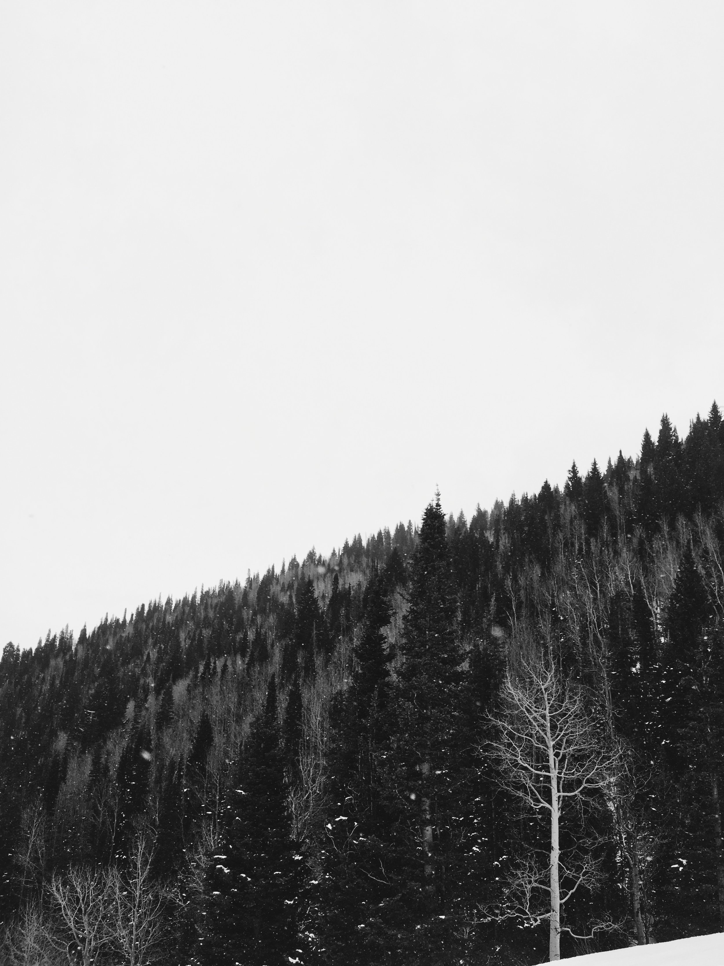 738CFA7F-ED60-4B28-8C77-D8930B56EB8D.jpg