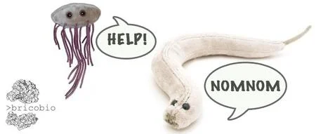 Dinner for Your Worm - Aseptic technique and culture media