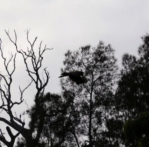 Eagle.jpg