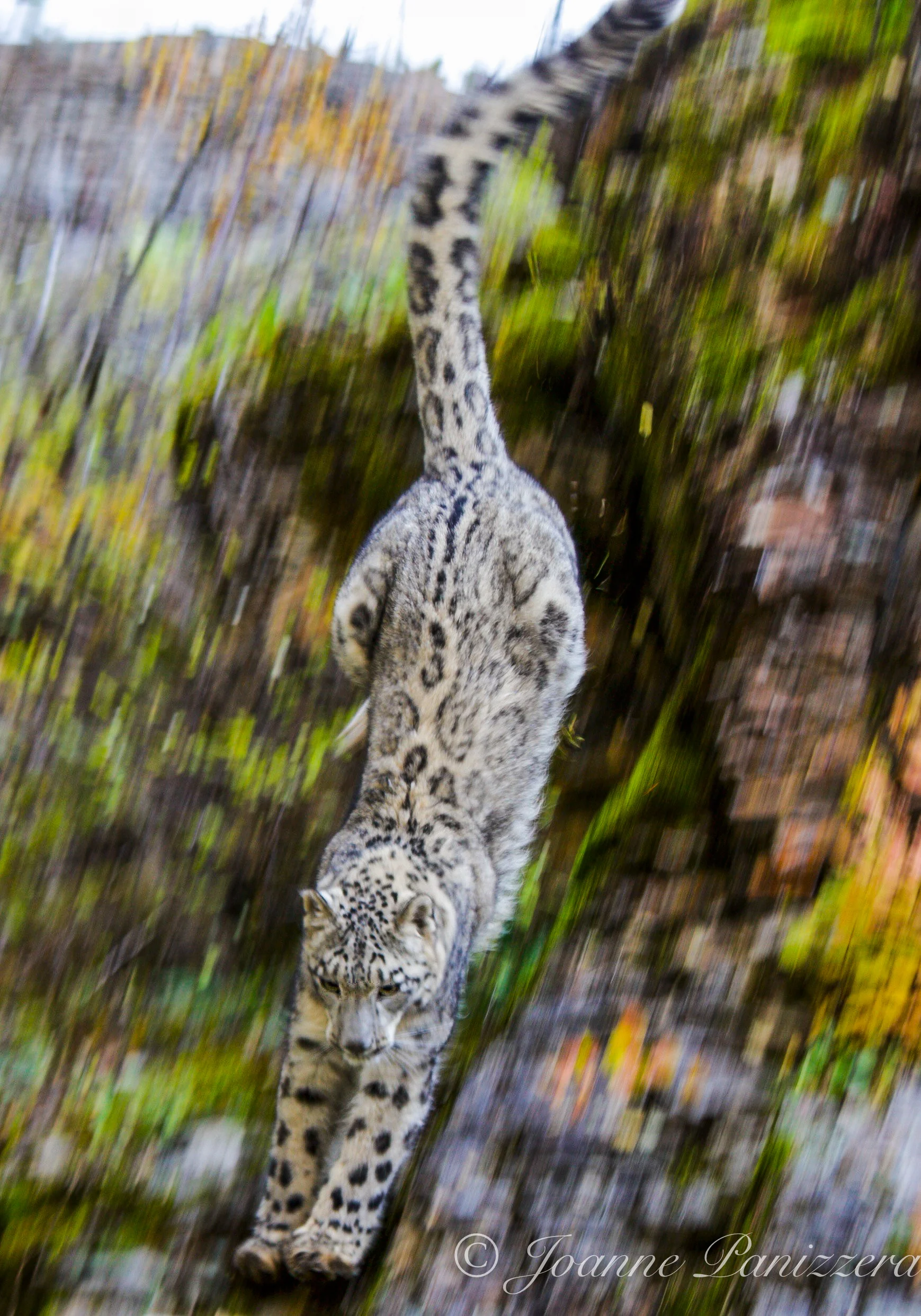 Leaping Snow Leopard