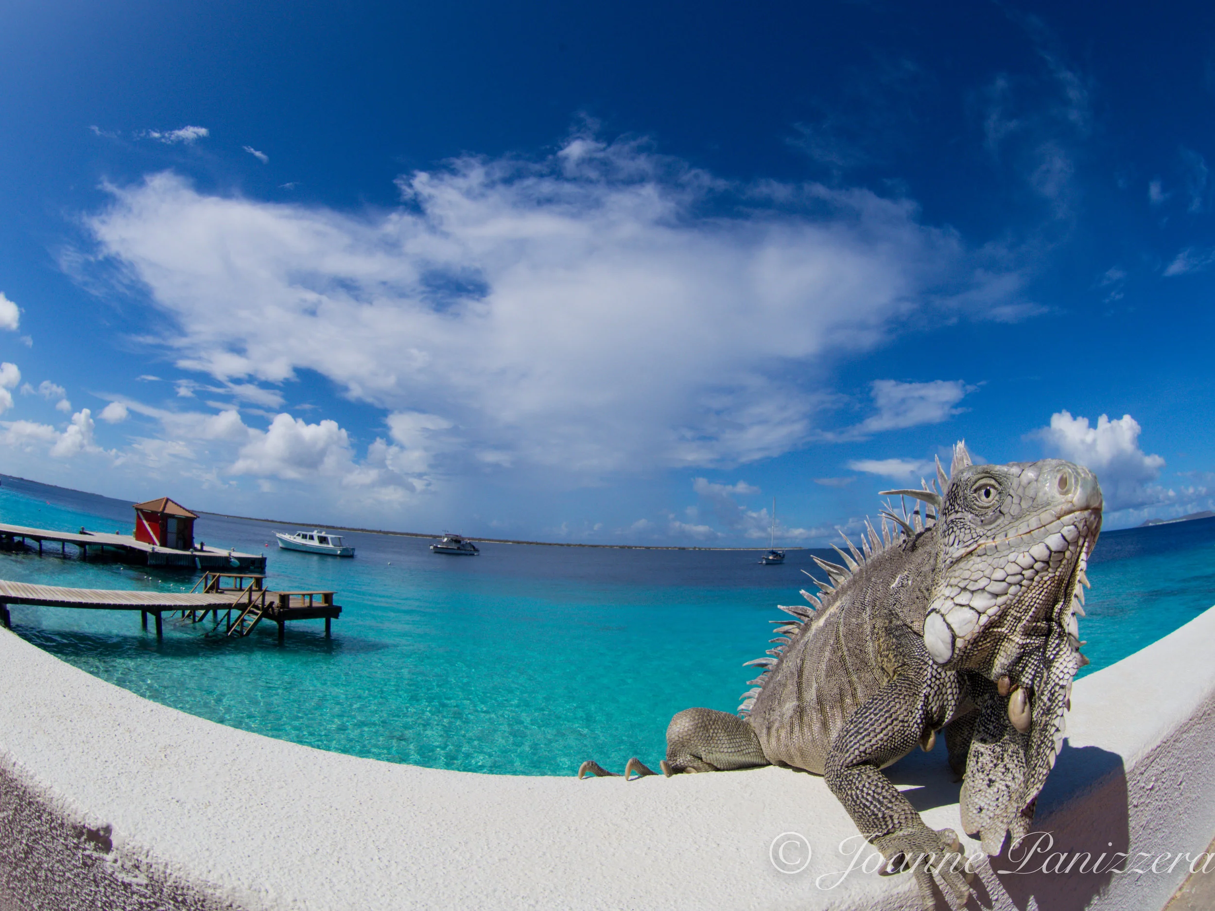 Captain Don's Habitat, Bonaire