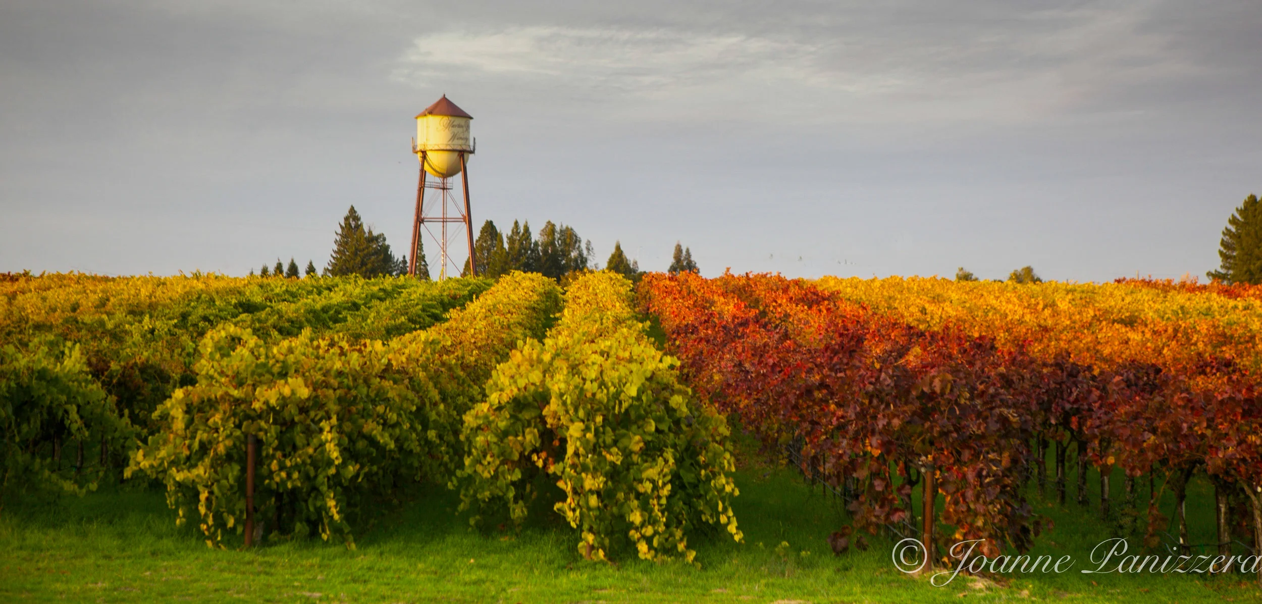 Martini Vineyards II- Sonoma County, CA