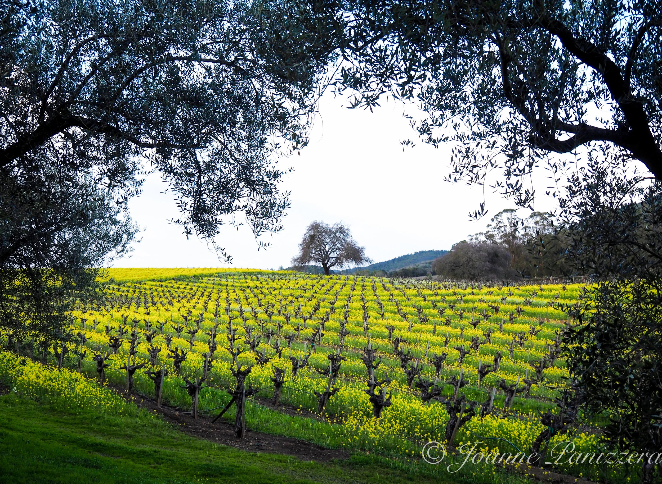 B.R. Cohn Winery in Spring