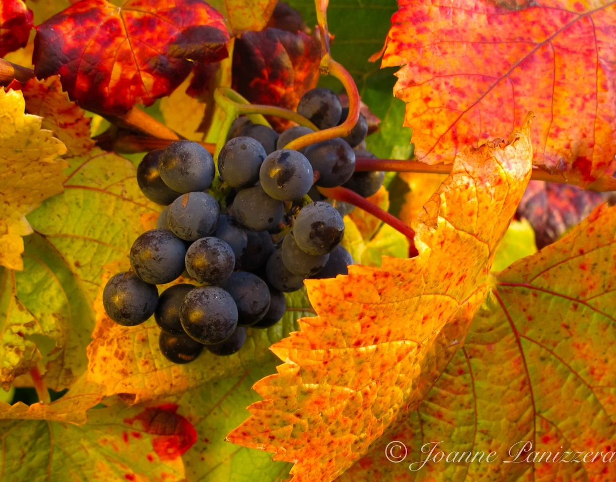 Fall Harvest - Sonoma County
