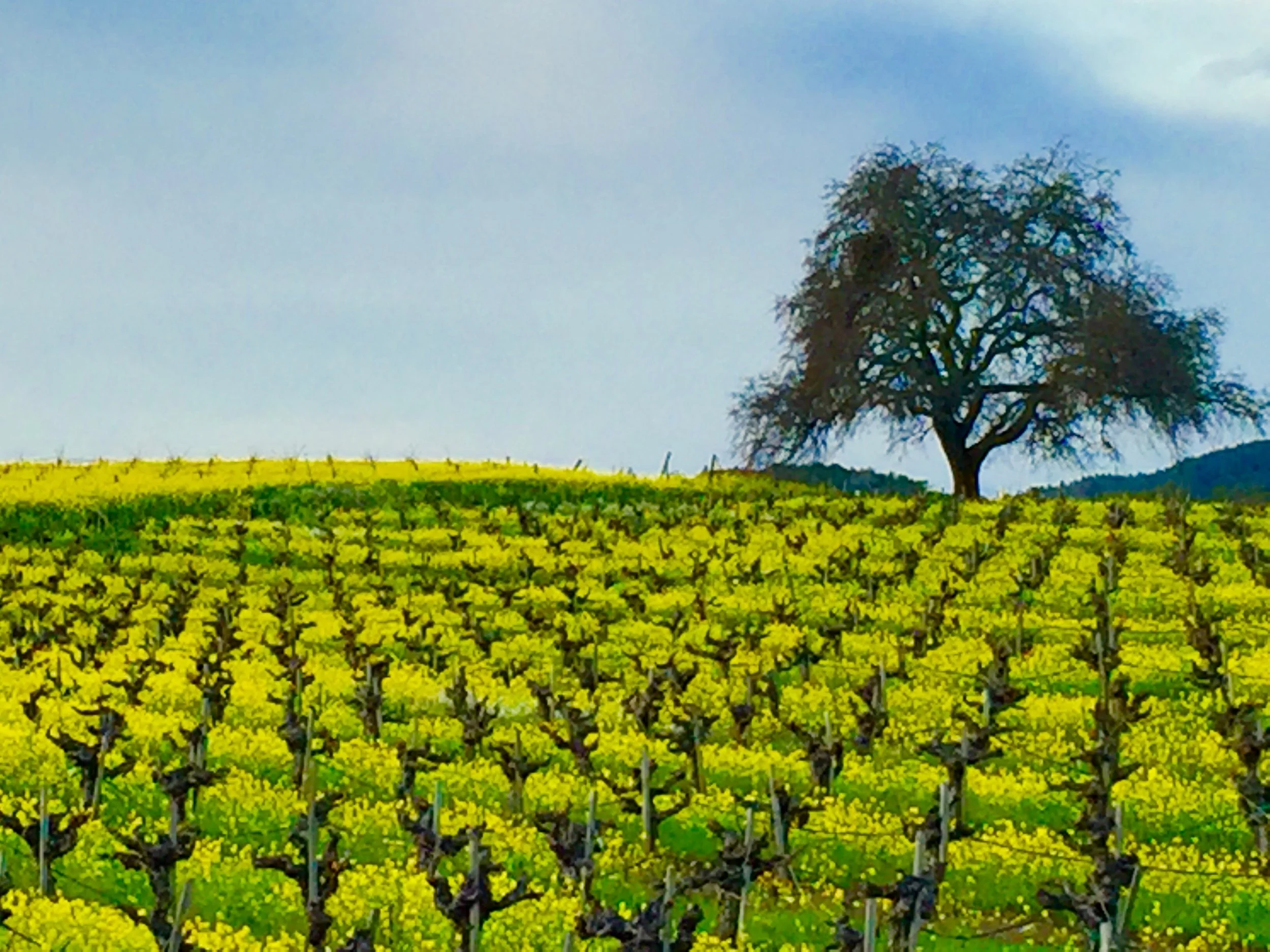 B.R. Cohn Winery, Sonoma County