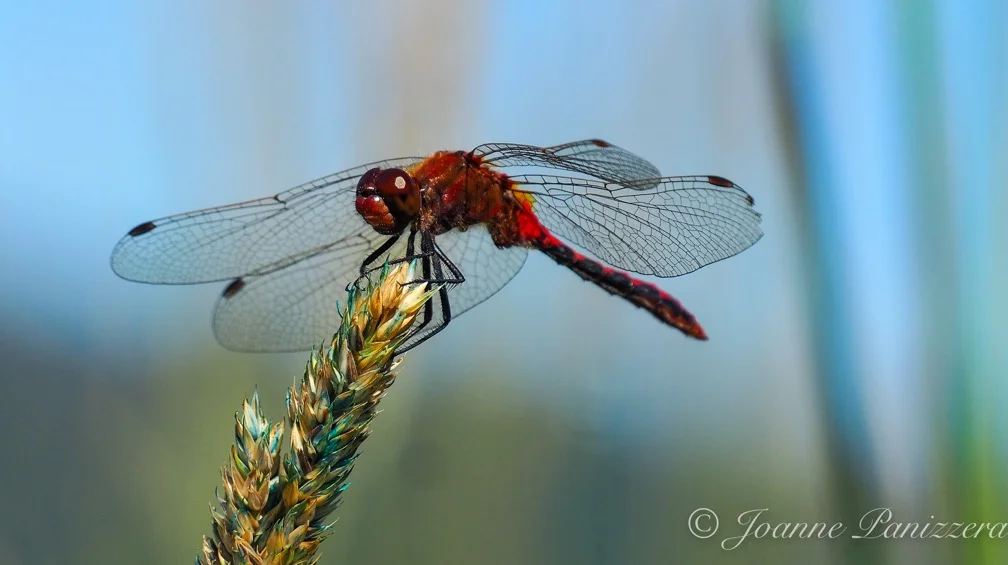 Dragonfly