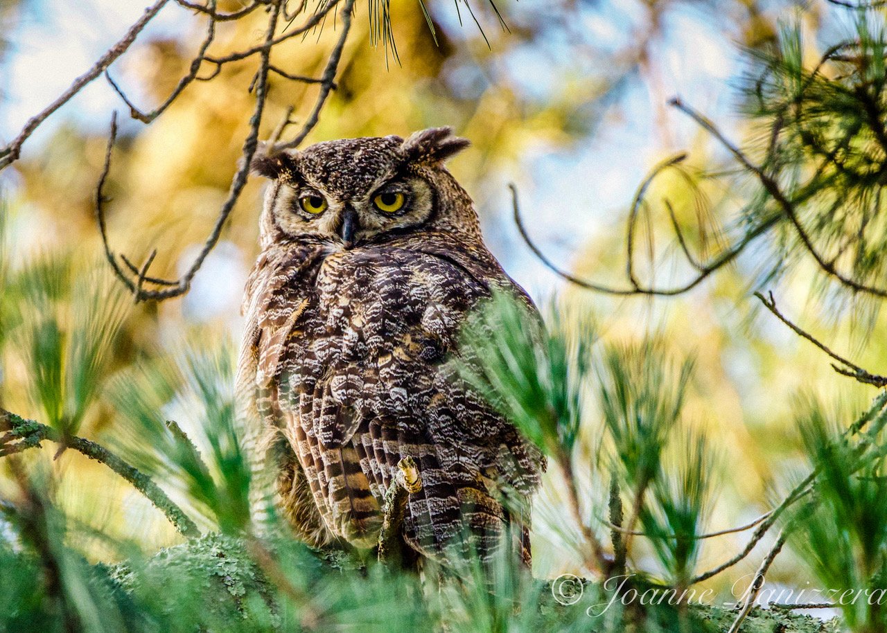 Great Horned Neighbor.jpeg