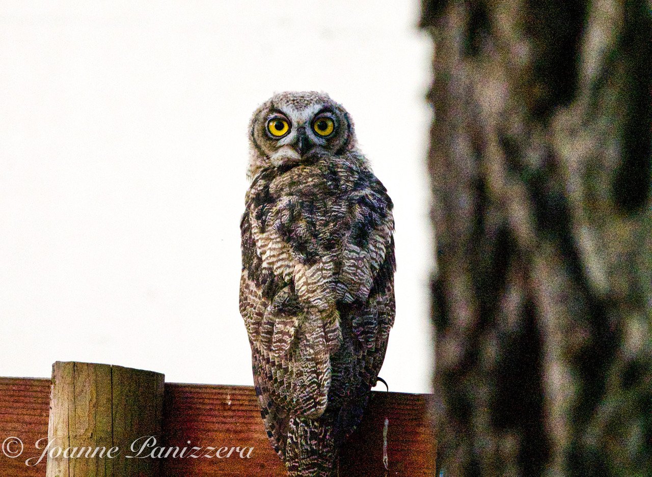 On the Fence