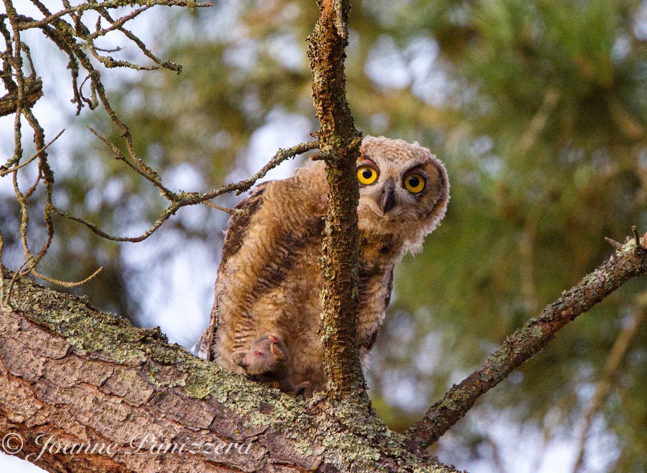 Peek-A-Boo