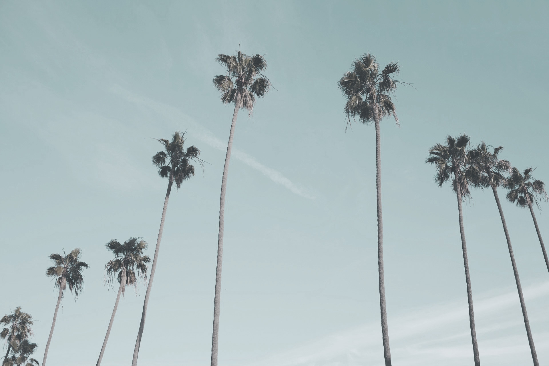 palm-trees.jpg
