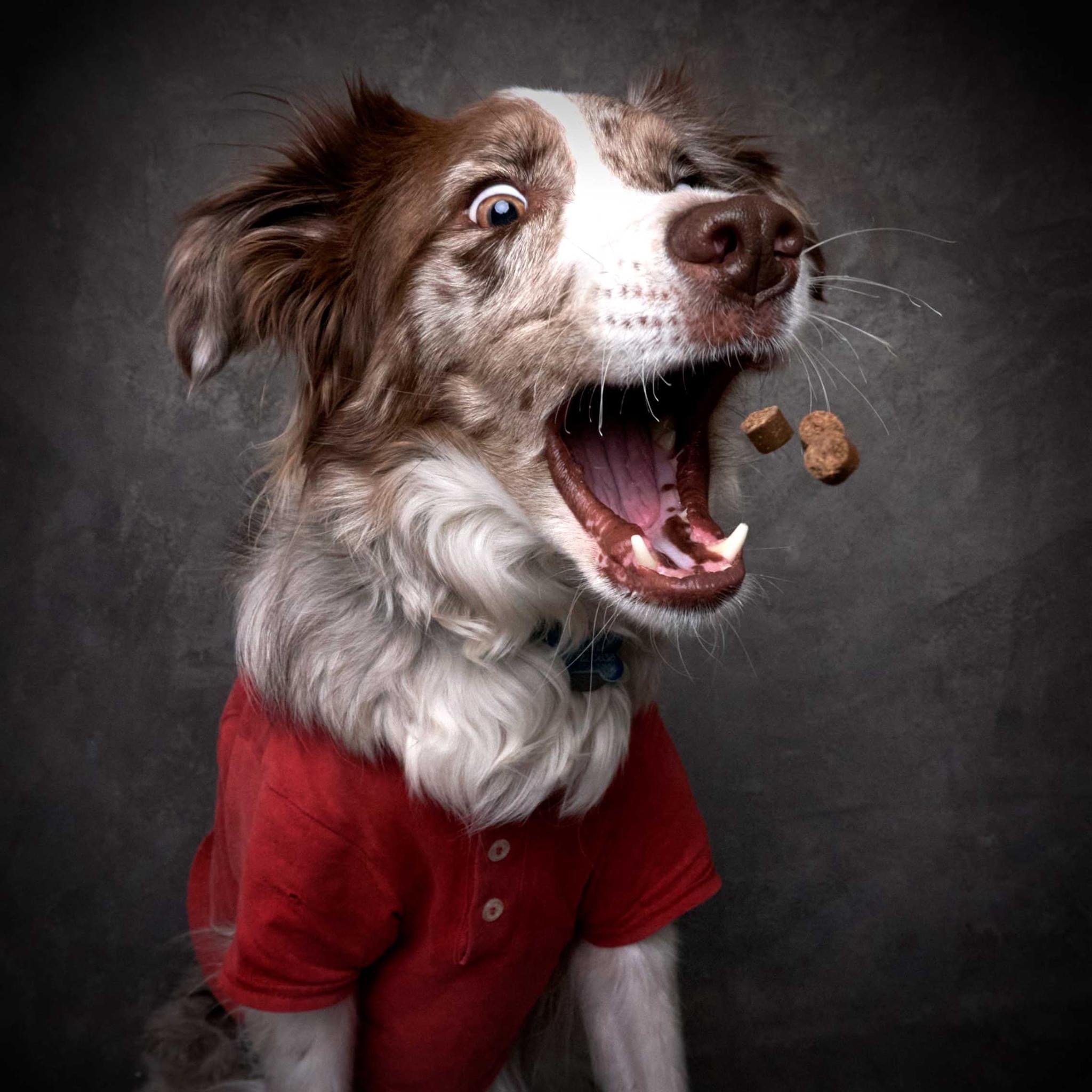 Capturing Moments: Tips for Getting Photos with Your Furry Friend