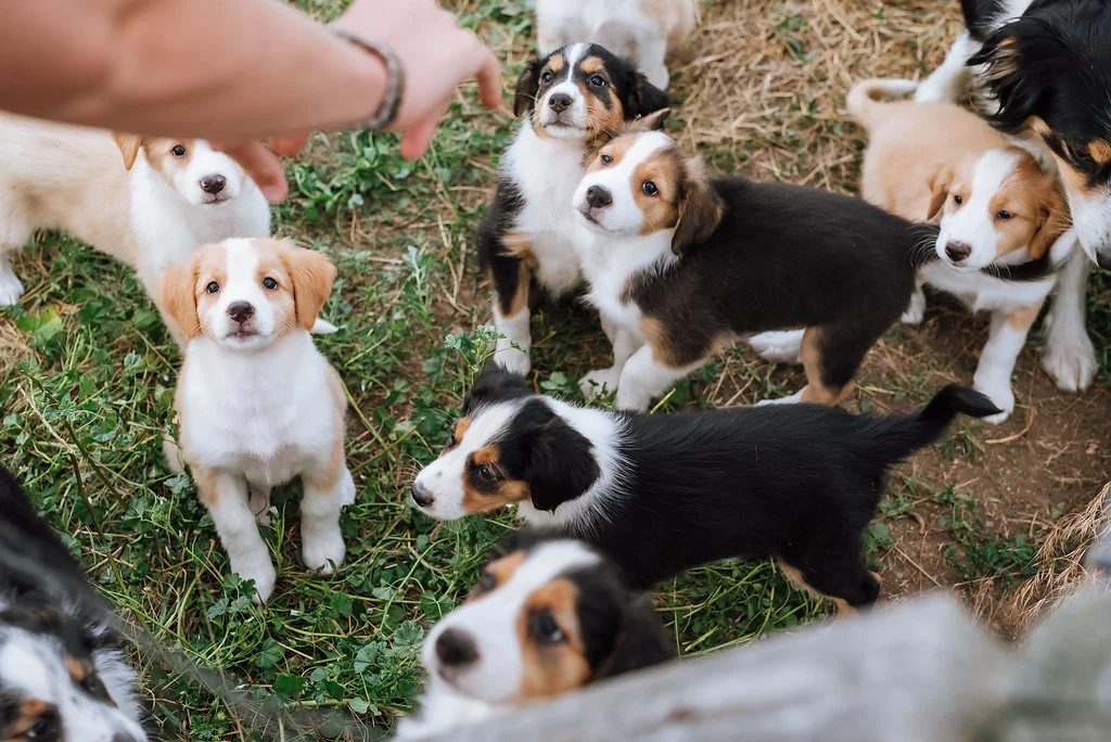 Farm Dogs — Farm Journal — Small Acre Farm