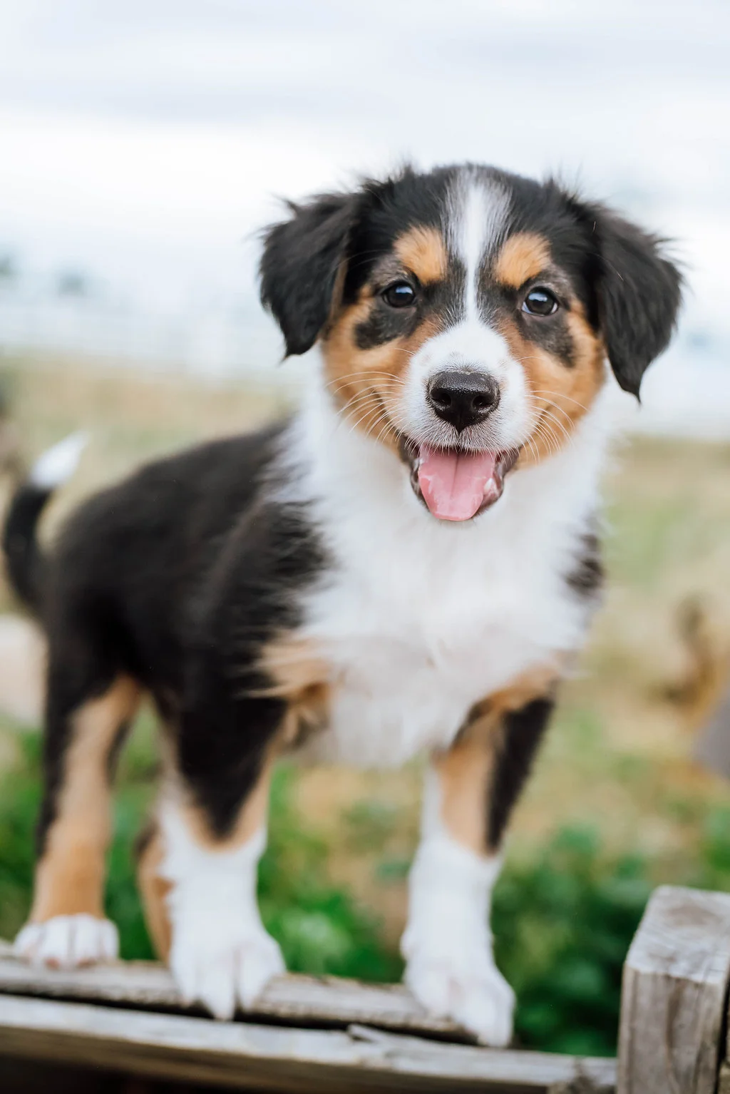 How Much Do English Shepherd Puppies Cost How Much Do English Shepherd Puppies Cost