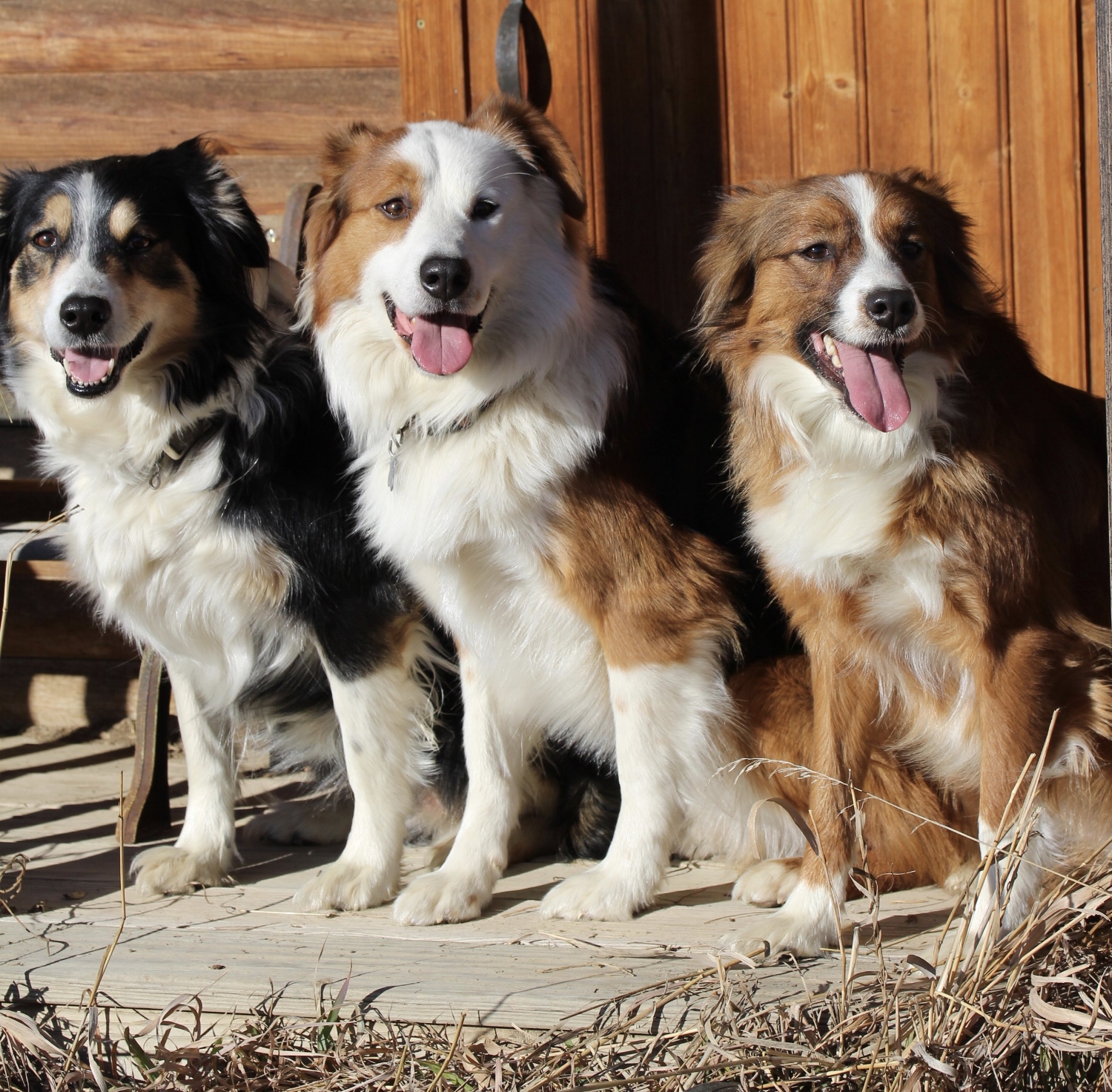 Tilly, Tuck and Lou
