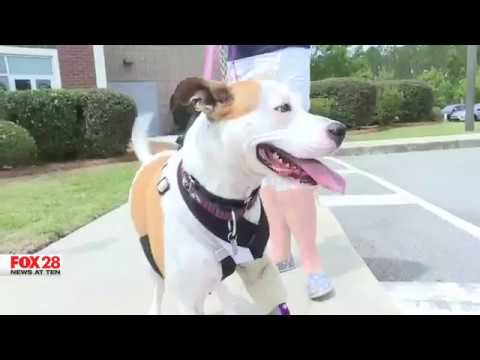 Bluffton High School students design prosthetic for three-legged dog