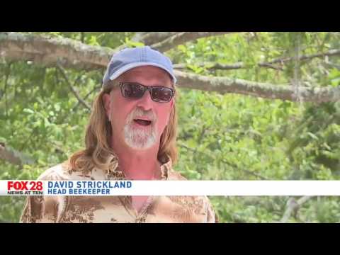 Claim: Mosquito Control notification failure leads to thousands of dead Tybee Island bees