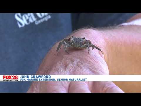 Hoards of tiny wharf crabs causing big concerns on Wilmington Island