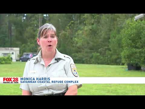 Savannah National Wildlife Refuge suffers damage following Irma; Areas closed indefinitely