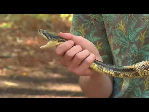 Georgia Southern University Biological Study