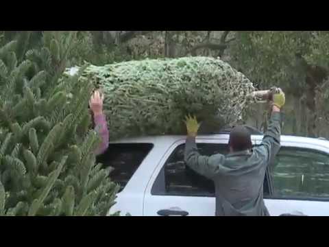 Local farmers respond to national Christmas tree shortage