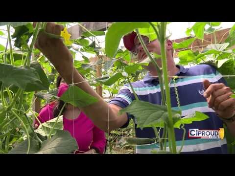 Morton farmer feeding Central Illinois amid pandemic