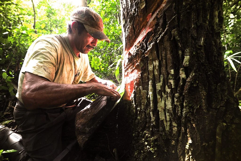 Collect the Sap.jpg