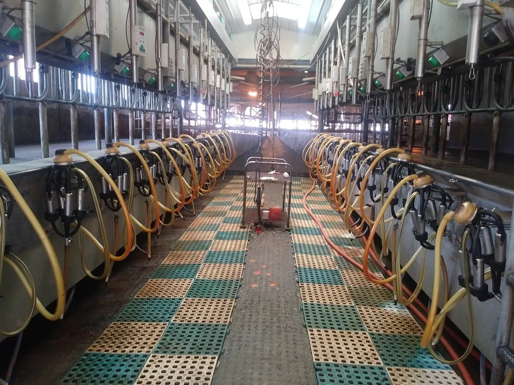 Ferndale-Farmstead-Milking-Station.jpg