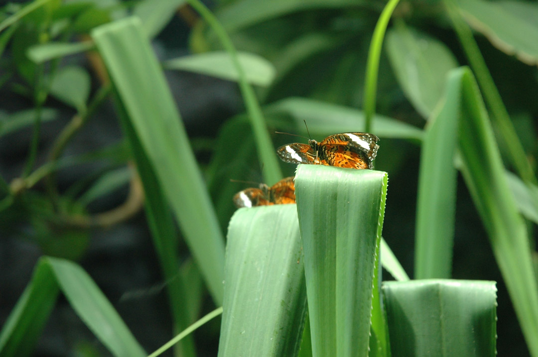 Butterflys.jpg