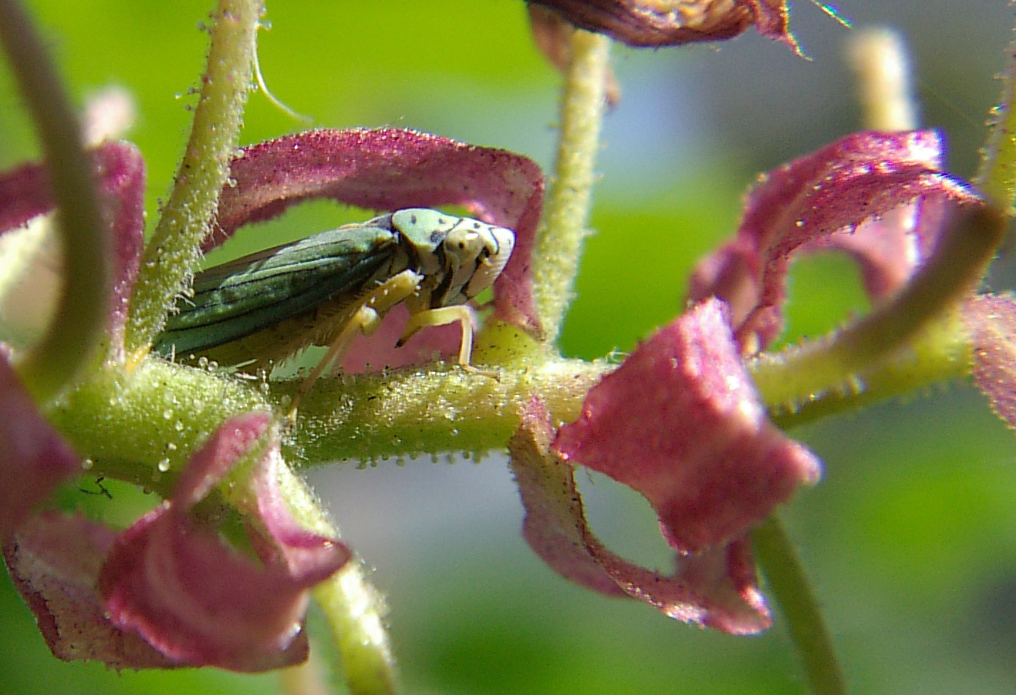 Leaf-Hopper.jpg