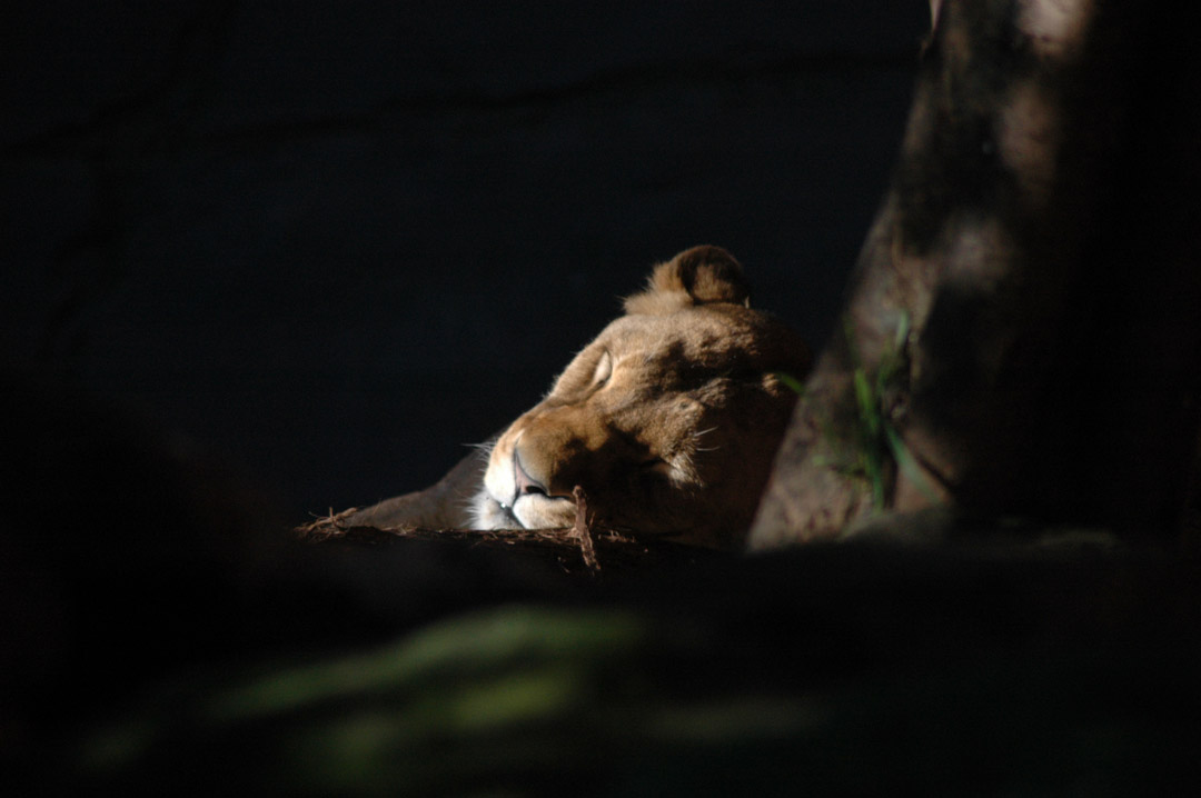 Lion.jpg