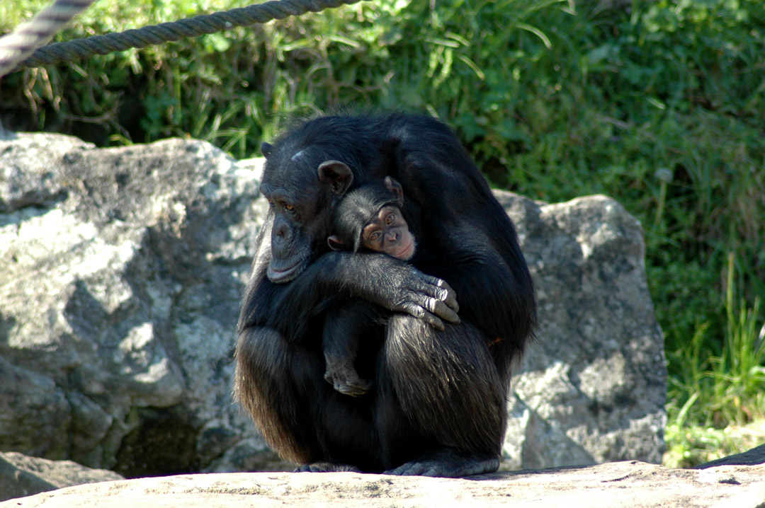 Monkeys.jpg