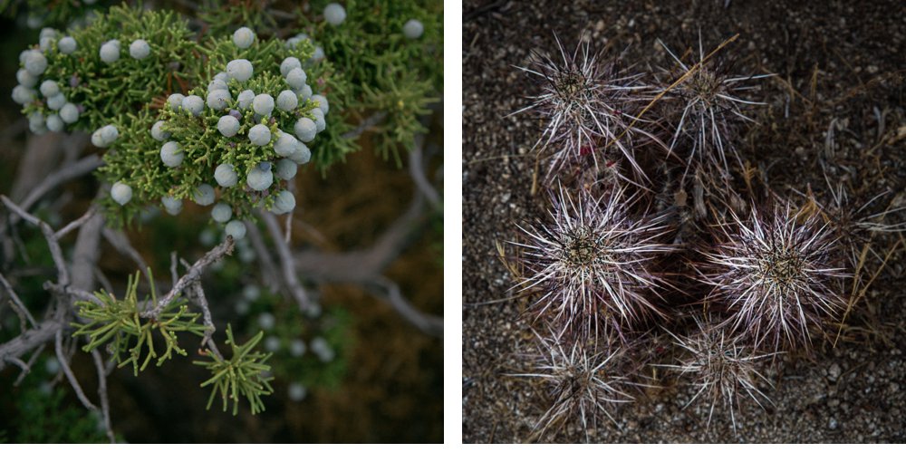 joshua_tree-11.jpg