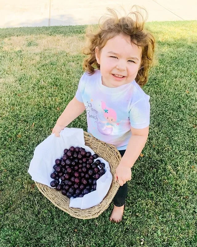 Today was cherry picking day!! Having so many fruit and vegetable bearing plants in our yard has brought me a great sense of clarity and peace within the gospel. 
The parables and symbolism of planting, tending to and harvesting are so applicable