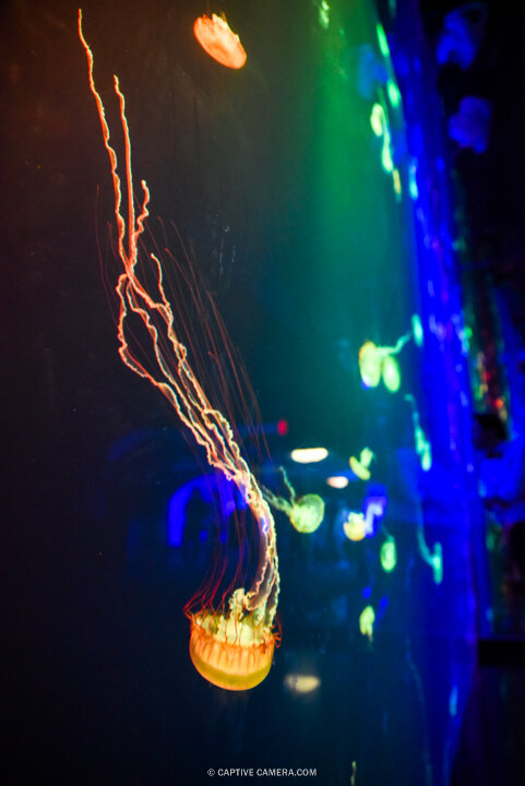 20160626 - A Night at the Aqueerium - Toronto Pride - Toronto Event Photographer - Captive Camera-6025.JPG