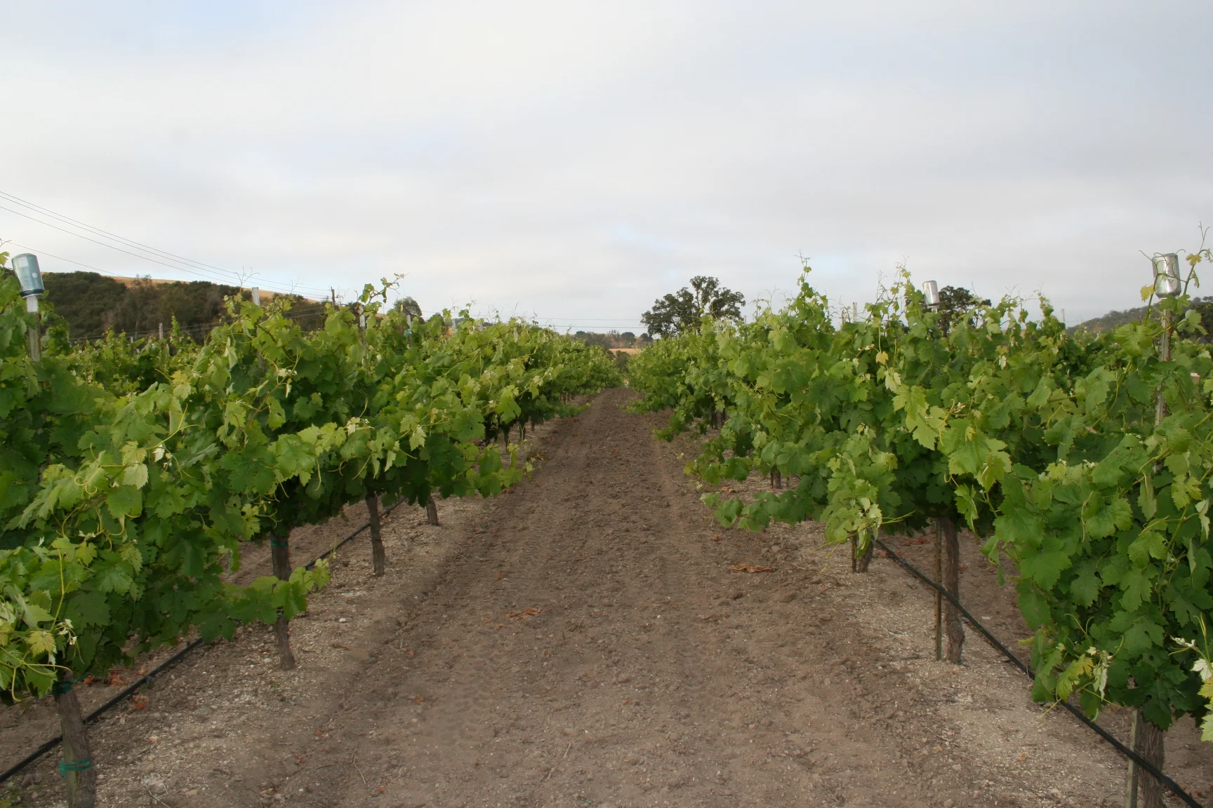 2015 Grand Growth