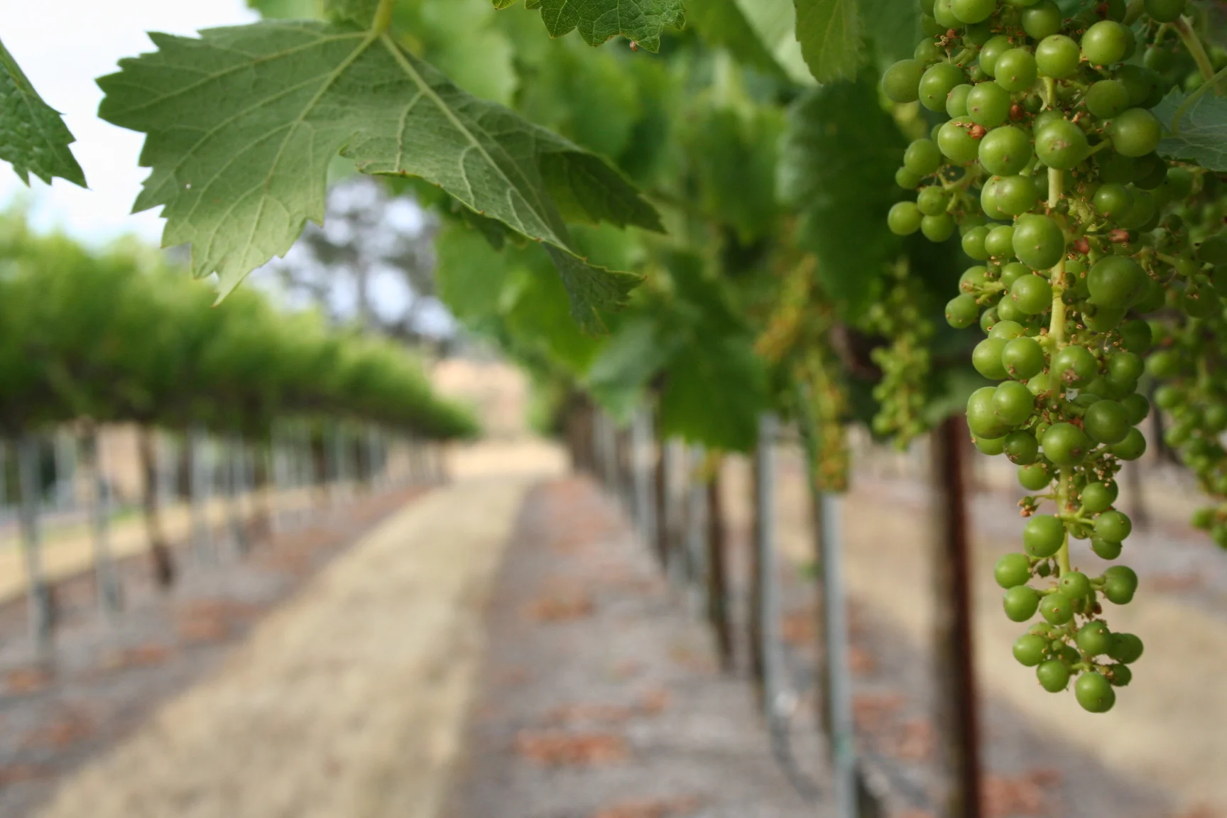 New grapes.