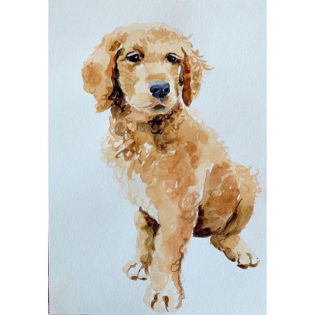 DOG a-DAY AFTERNOON.
I&rsquo;ll be painting a dog each day, (until Victorian stage 3 isolation breaks). LAST INE YODAY!
@_toniwhite requested a groodle. She has a beautiful one of her own, but couldn&rsquo;t go past the puppy!
Feel free to nominate y
