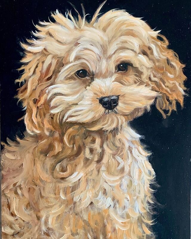 Meet Teddy,  the cutest Cavoodle with his own account @teddy_siney  Thankyou @chykak for the commission. I&rsquo;m so happy your sister loved it! .
.
#cavoodle #pet #dog #dogportrait #petportrait #cavoodlesofinstagram
