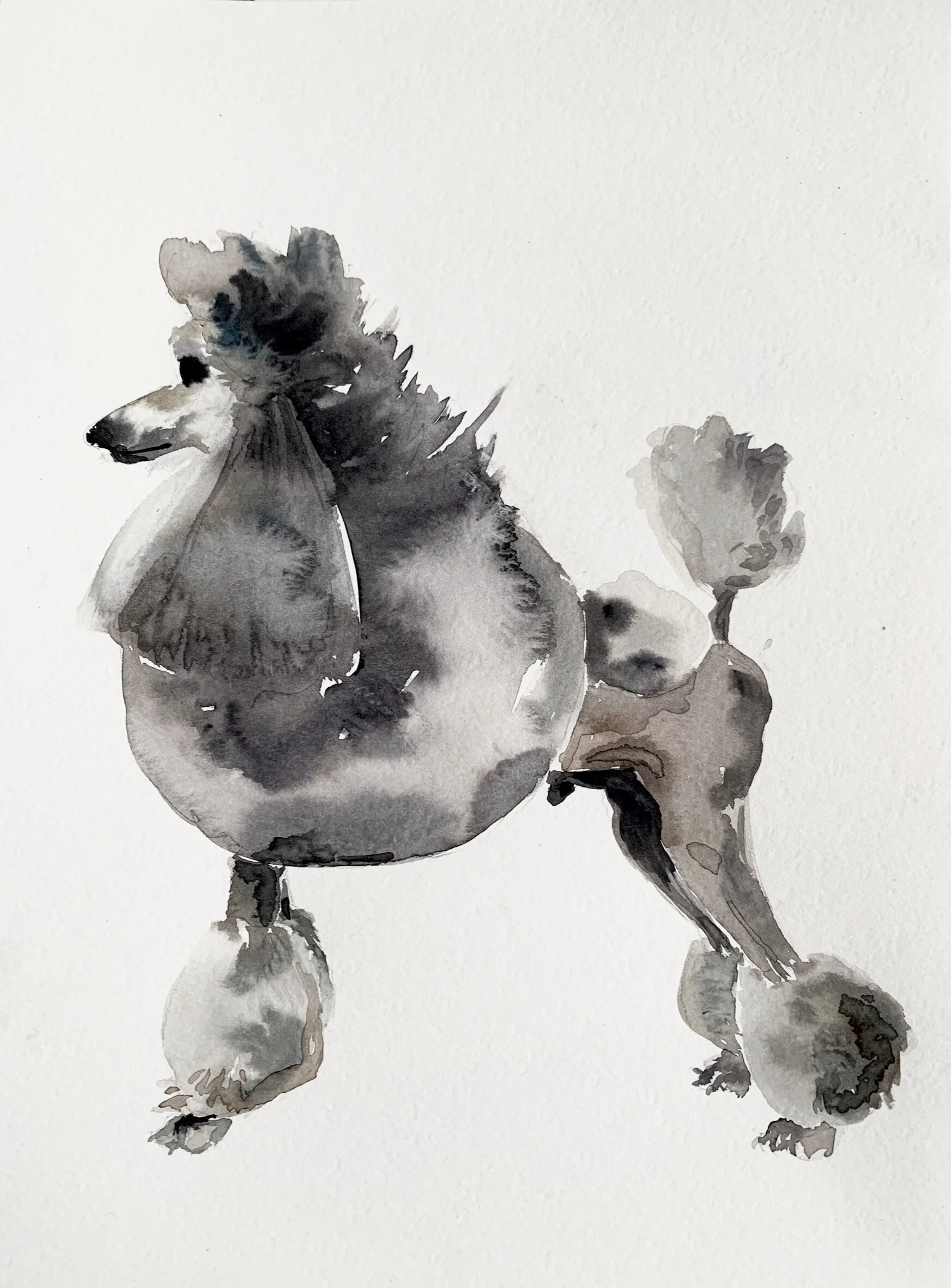 Poodle.jpg