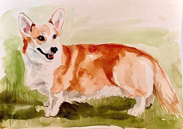 Now that corgies have been given back their tails, they are positively fox like, with short legs. Foxy lady!
.
This is available to buy. Dm if you love a Corgi
.
.
#dogportrait #dog #corgi #corgisofinstagram #petportrait #watercolour