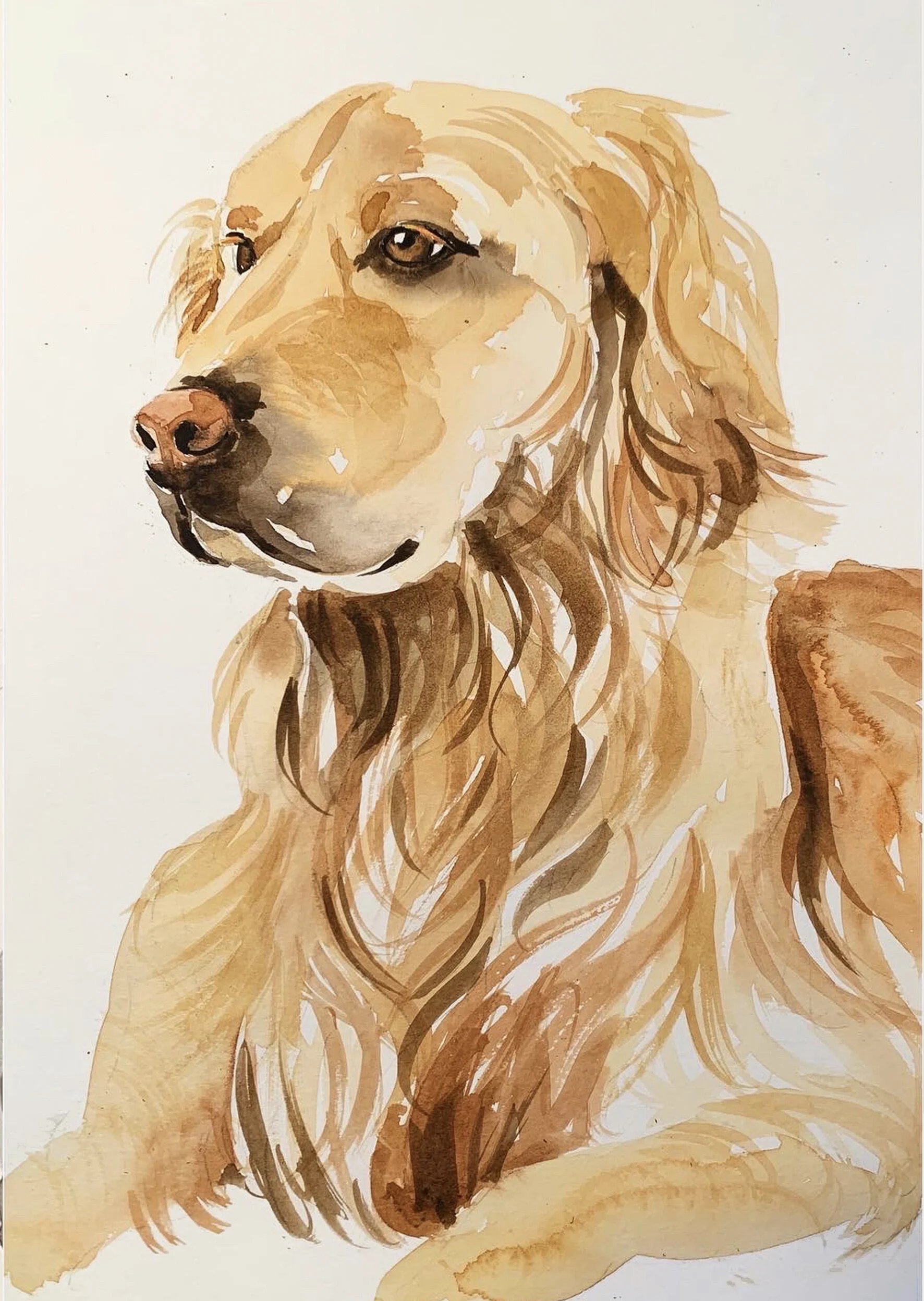 Golden retriever.jpg