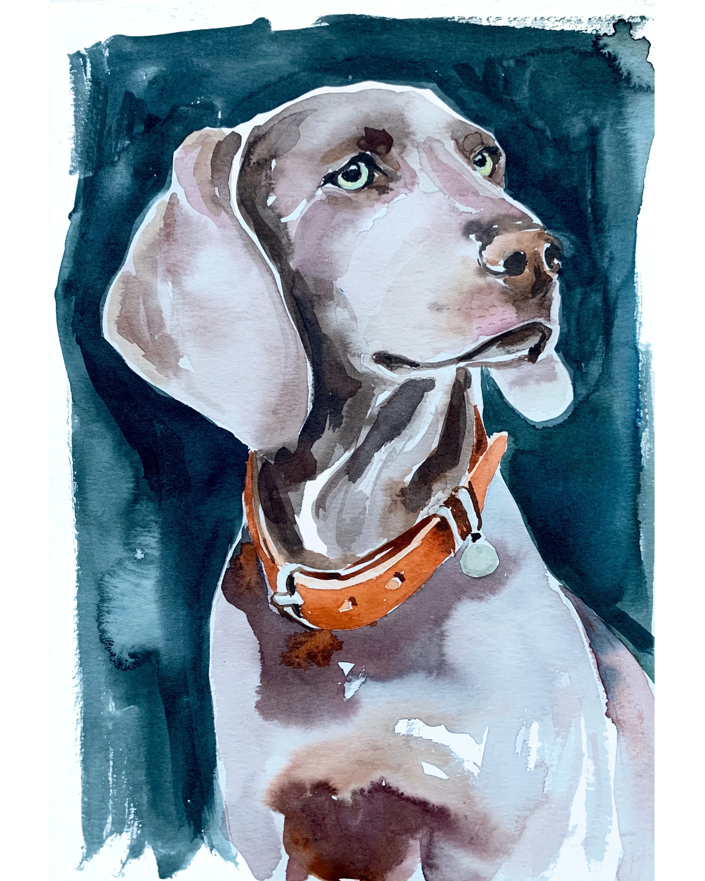 Weimaraner watercolour.jpg