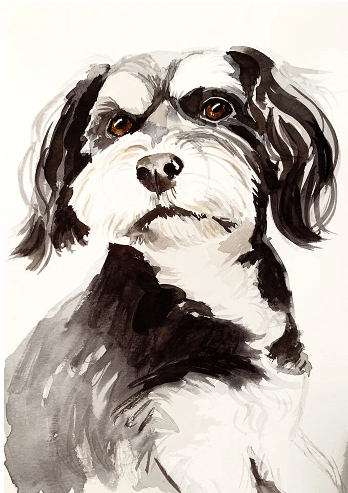 Havanese unframed.jpg